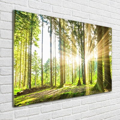 Quadro vetro Foresta al sole
