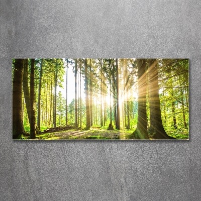 Quadro vetro Foresta al sole