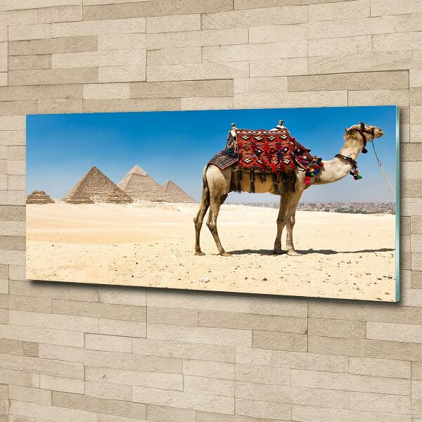 Quadro vetro Cammelli al Cairo
