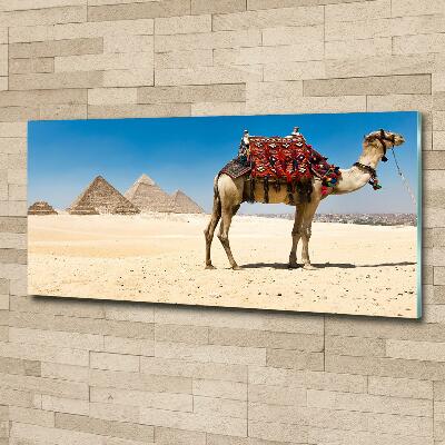 Quadro vetro Cammelli al Cairo