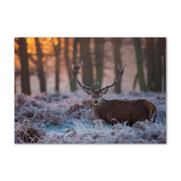 Quadro su vetro Cervi all'alba