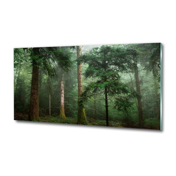 Quadro vetro Nebbia nella foresta