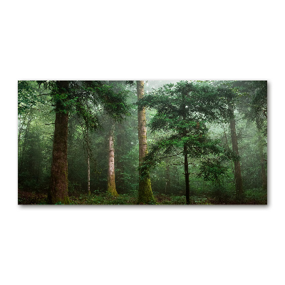 Quadro vetro Nebbia nella foresta