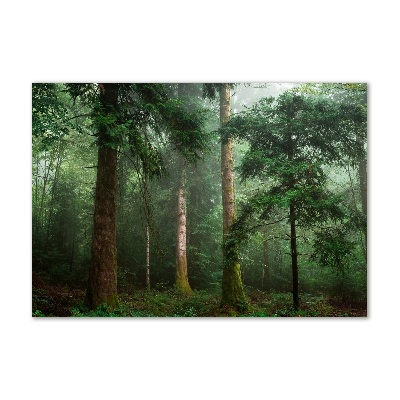 Quadro vetro Nebbia nella foresta