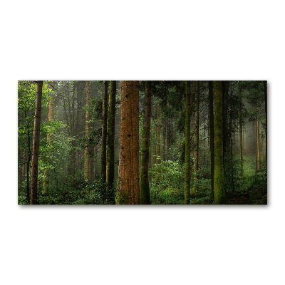 Quadro in verde Nebbia nella foresta
