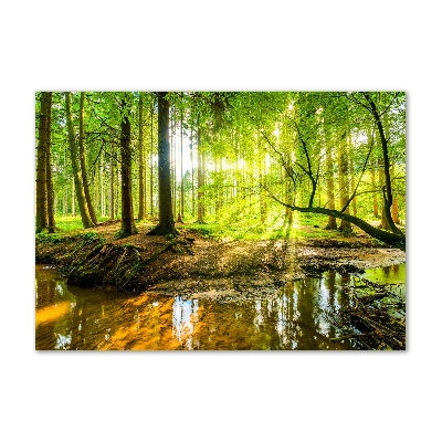 Quadro vetro Uno stagno nella foresta