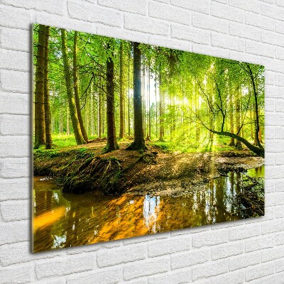 Quadro vetro Uno stagno nella foresta