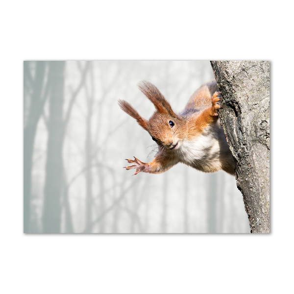 Quadro su vetro Scoiattolo