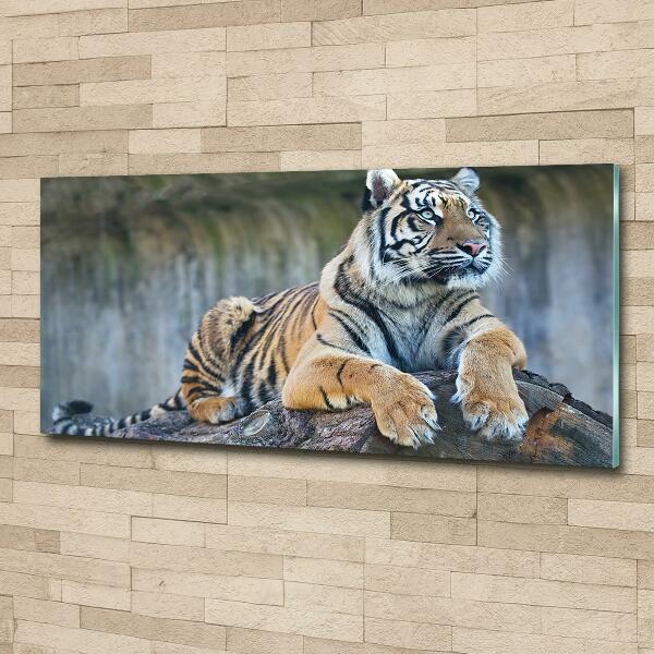Quadro vetro Tigre