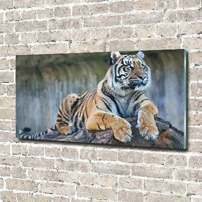 Quadro vetro Tigre