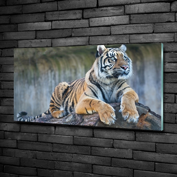Quadro vetro Tigre