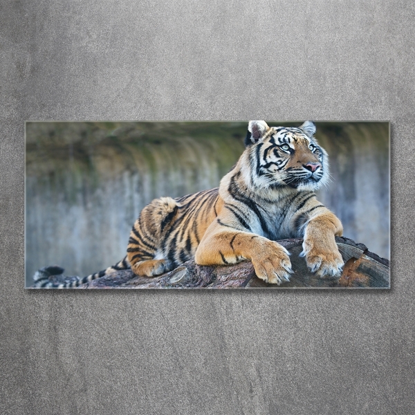 Quadro vetro Tigre