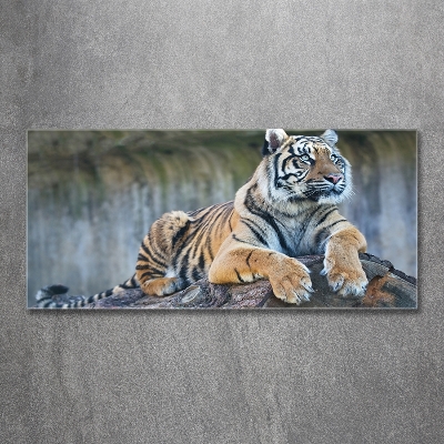 Quadro vetro Tigre