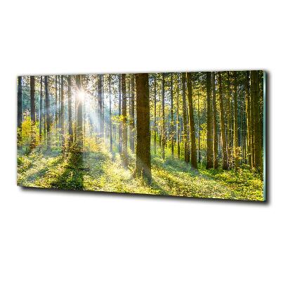 Quadro su vetro Foresta al sole