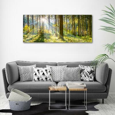 Quadro su vetro Foresta al sole