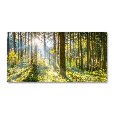 Quadro su vetro Foresta al sole