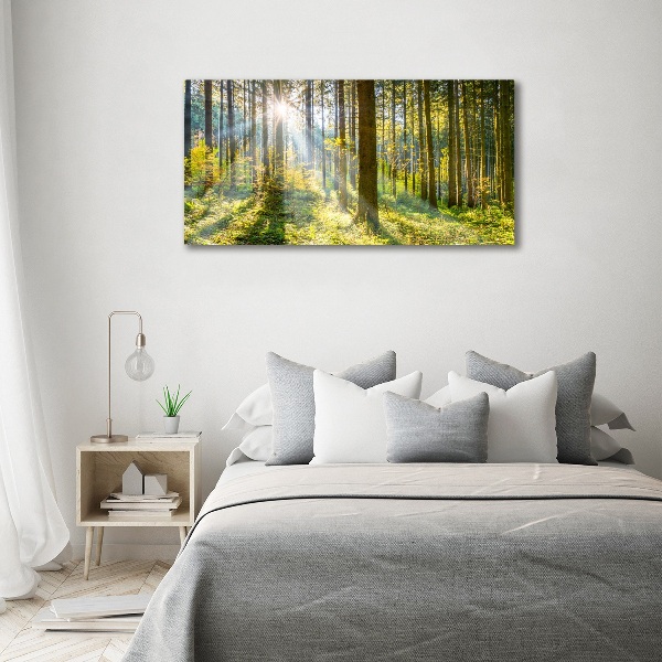 Quadro su vetro Foresta al sole