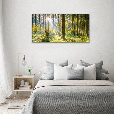 Quadro su vetro Foresta al sole