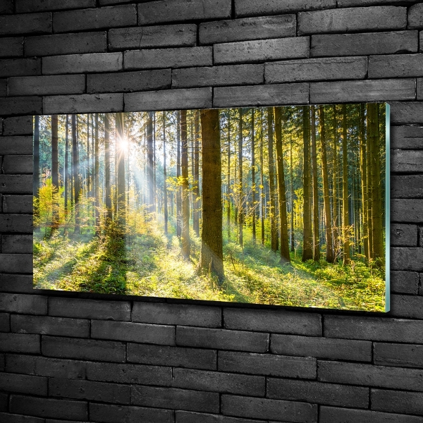 Quadro su vetro Foresta al sole