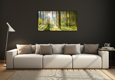 Quadro su vetro Foresta al sole