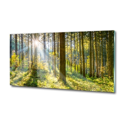 Quadro su vetro Foresta al sole