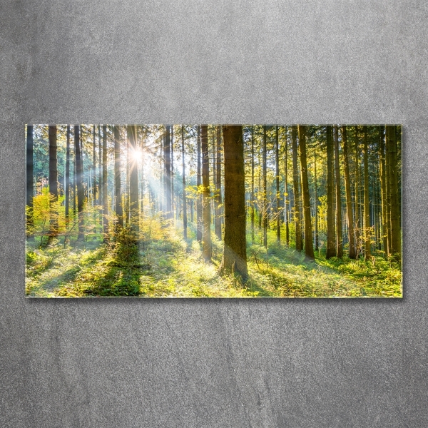 Quadro su vetro Foresta al sole