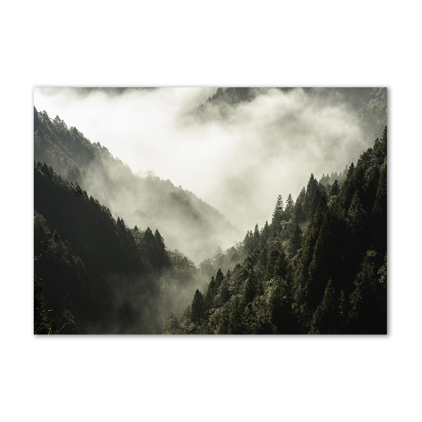 Quadro in vetro Nebbia sulla foresta