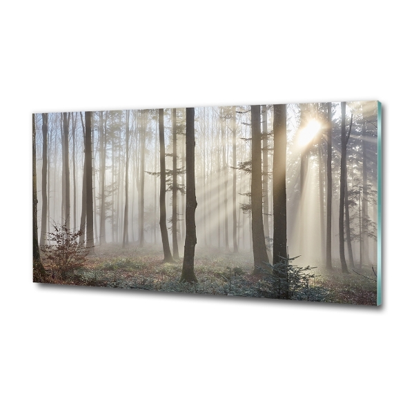 Quadro vetro Nebbia nella foresta