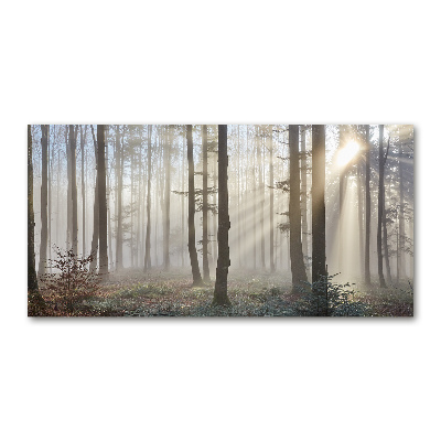 Quadro vetro Nebbia nella foresta