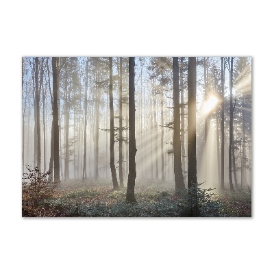 Quadro vetro Nebbia nella foresta