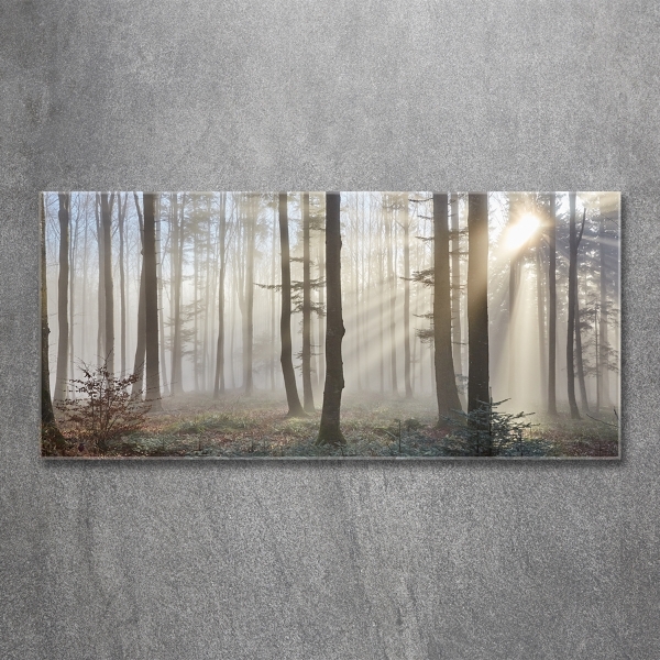 Quadro vetro Nebbia nella foresta