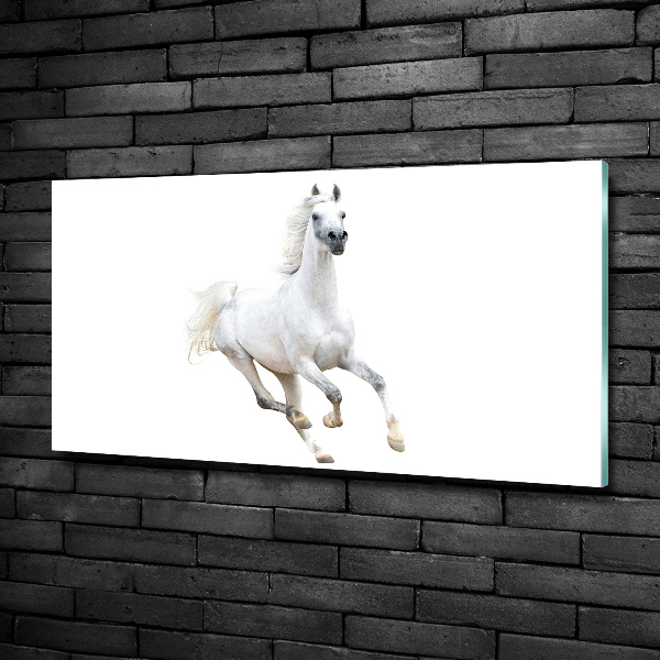 Quadro su vetro Cavallo arabo bianco