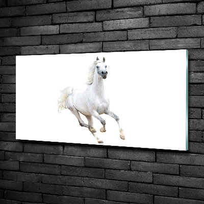 Quadro su vetro Cavallo arabo bianco
