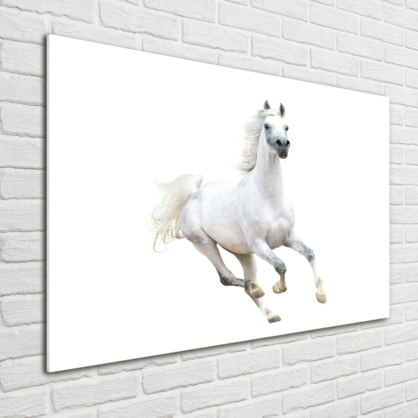 Quadro su vetro Cavallo arabo bianco