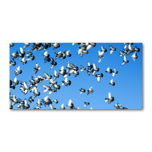 Quadro vetro Uno stormo di piccioni