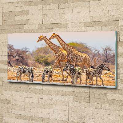 Quadro in verde Giraffe e zebre