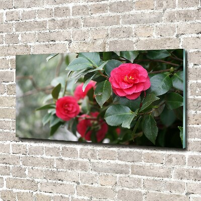 Quadro su vetro Camelia