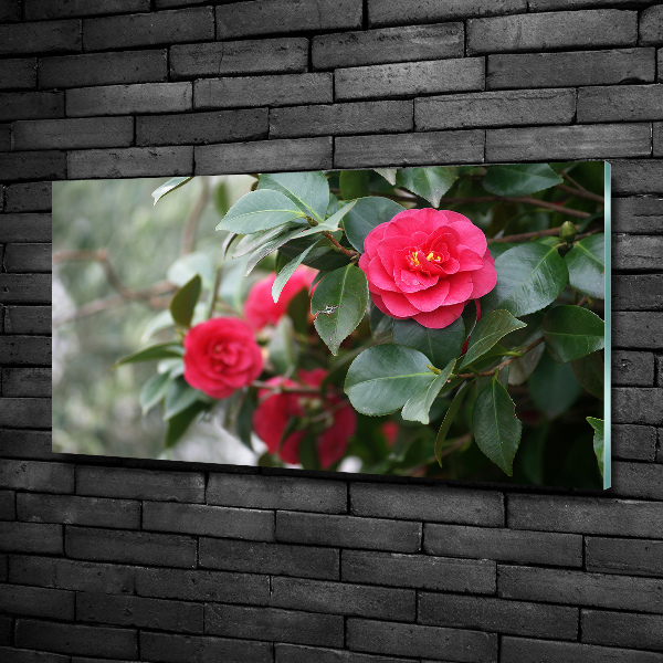 Quadro su vetro Camelia