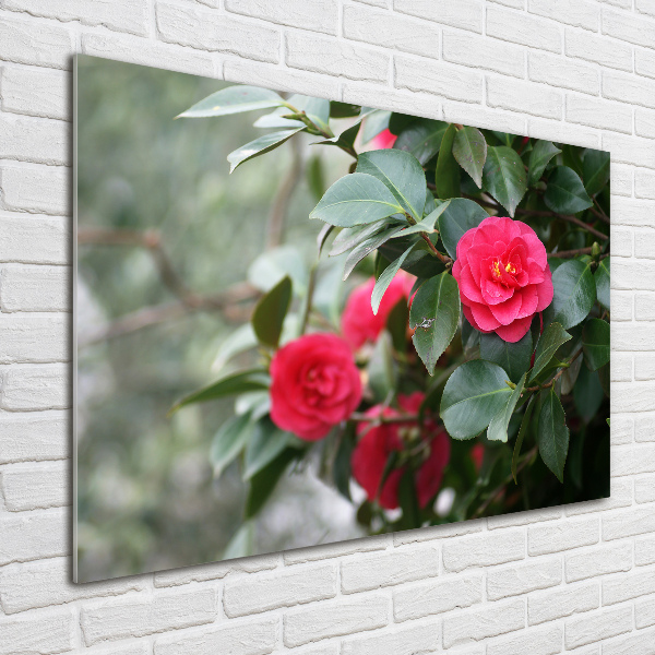 Quadro su vetro Camelia
