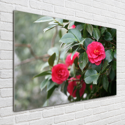 Quadro su vetro Camelia
