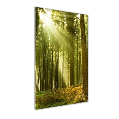 Quadro stampa su vetro verticale Il sole nella foresta