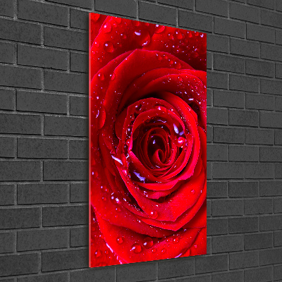 Quadro vetro verticale Rosa rossa