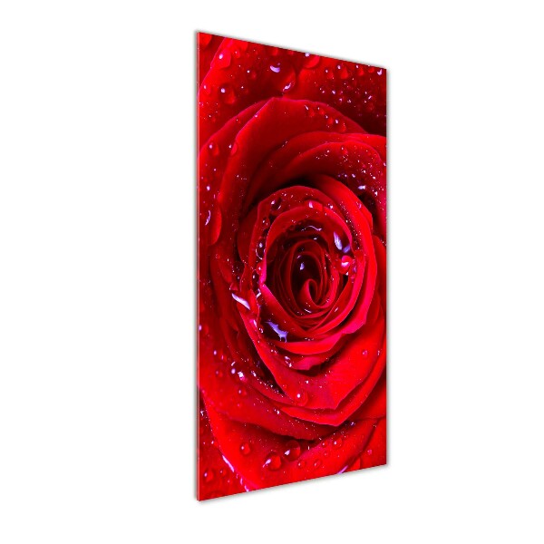 Quadro vetro verticale Rosa rossa