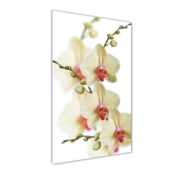 Quadro in vetro verticale Orchidea