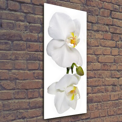Quadro vetro verticale Orchidea bianca
