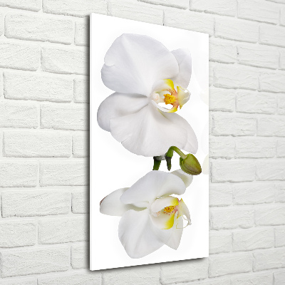 Quadro vetro verticale Orchidea bianca