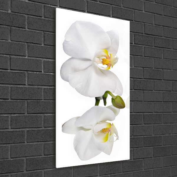Quadro vetro verticale Orchidea bianca