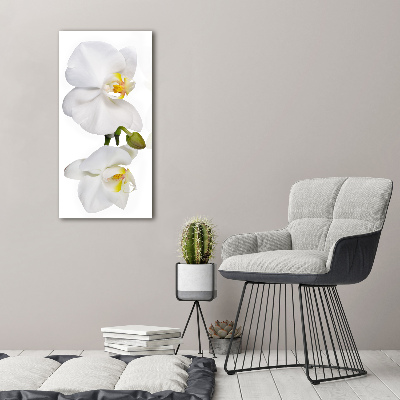 Quadro vetro verticale Orchidea bianca
