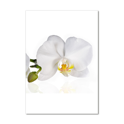 Quadro vetro verticale Orchidea bianca