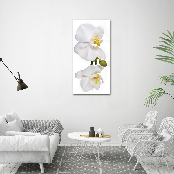 Quadro vetro verticale Orchidea bianca
